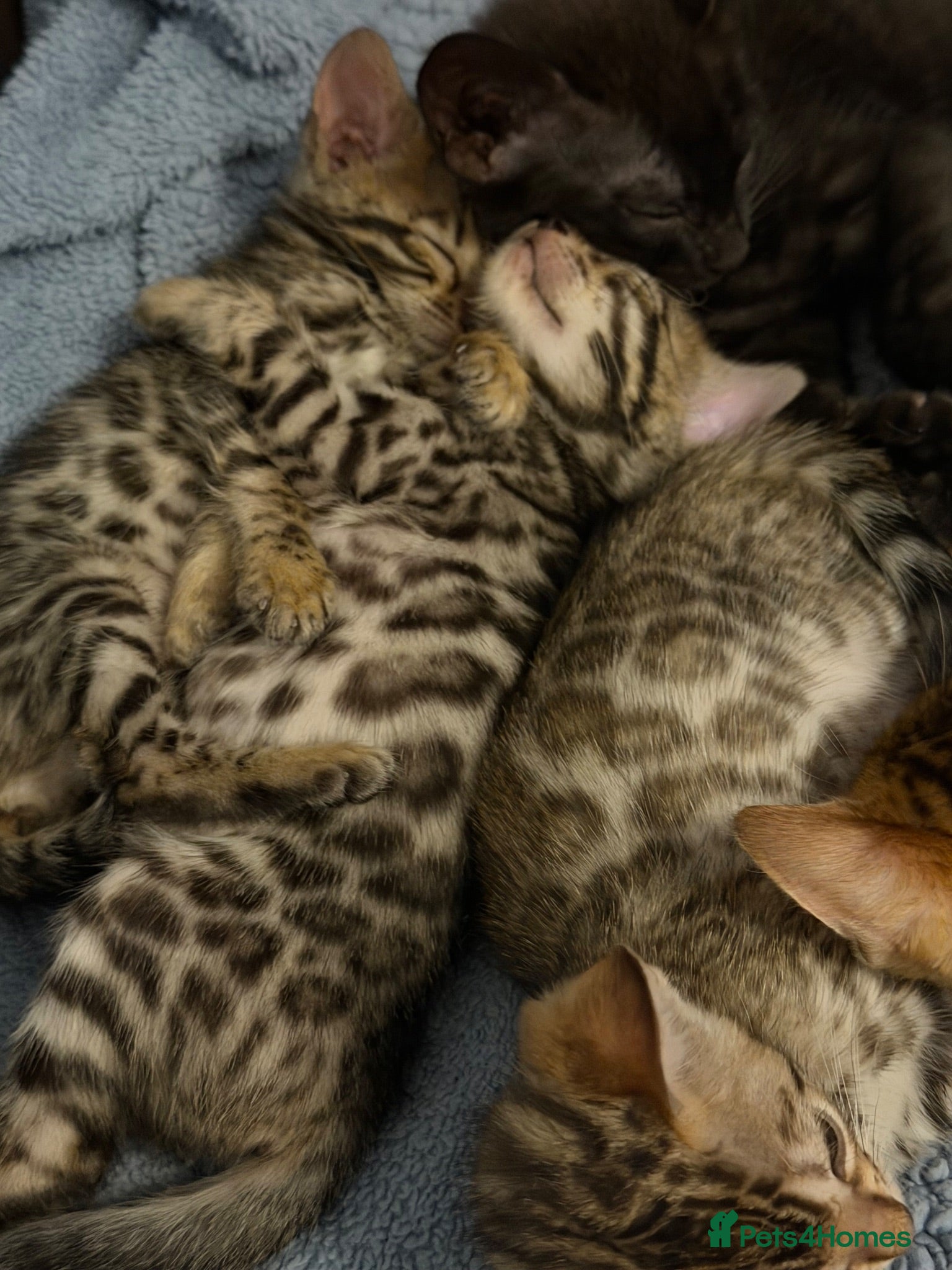 Bengal cats Beautiful bengals - Advert 6