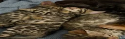 Bengal cats for sale: Beautiful bengals - Advert 13