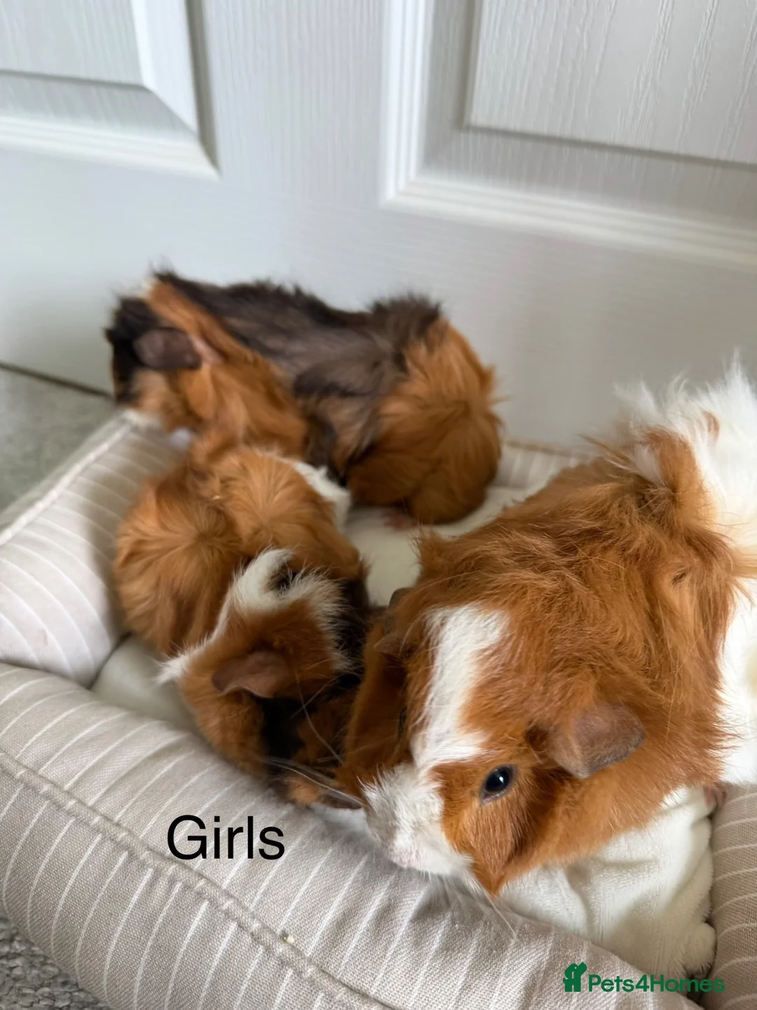 Guinea Pig rodents for sale: Baby Guinea Pigs, 3 Boars, 3 Sows - Advert 8