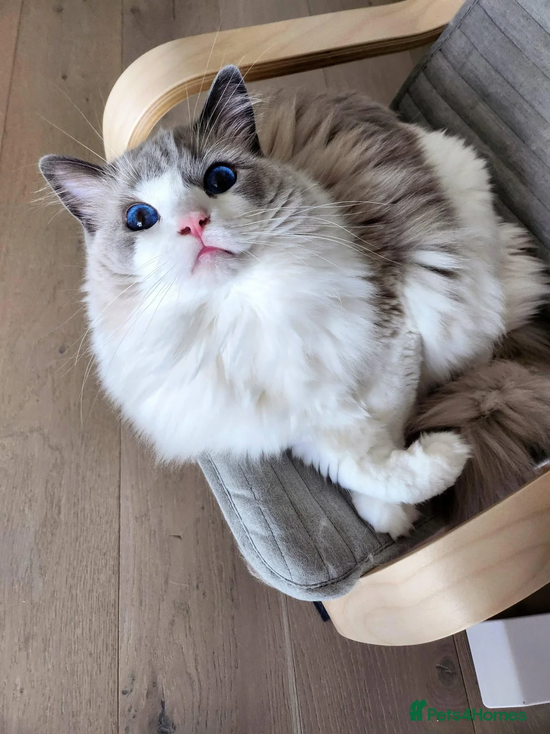 Mixed Breed cats for sale: Ragdoll x Mainecoon boy  - Image 5