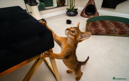 Abyssinian cats for sale:  Champions  Line Romeo-TICA reg. Abyssinian Beauty - Image 5