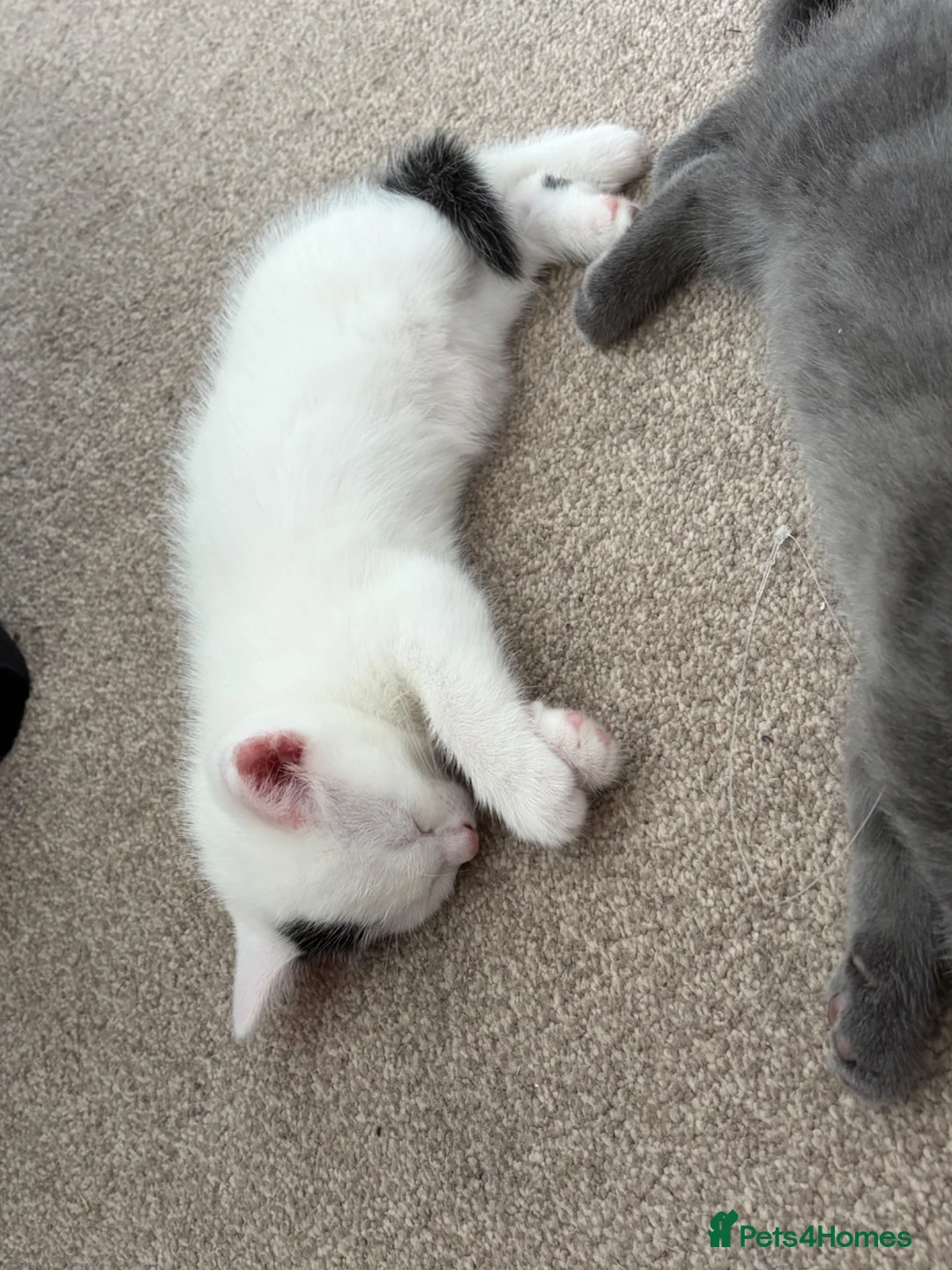 Mixed Breed cats for sale: 2x Beautiful Kittens - Advert 2