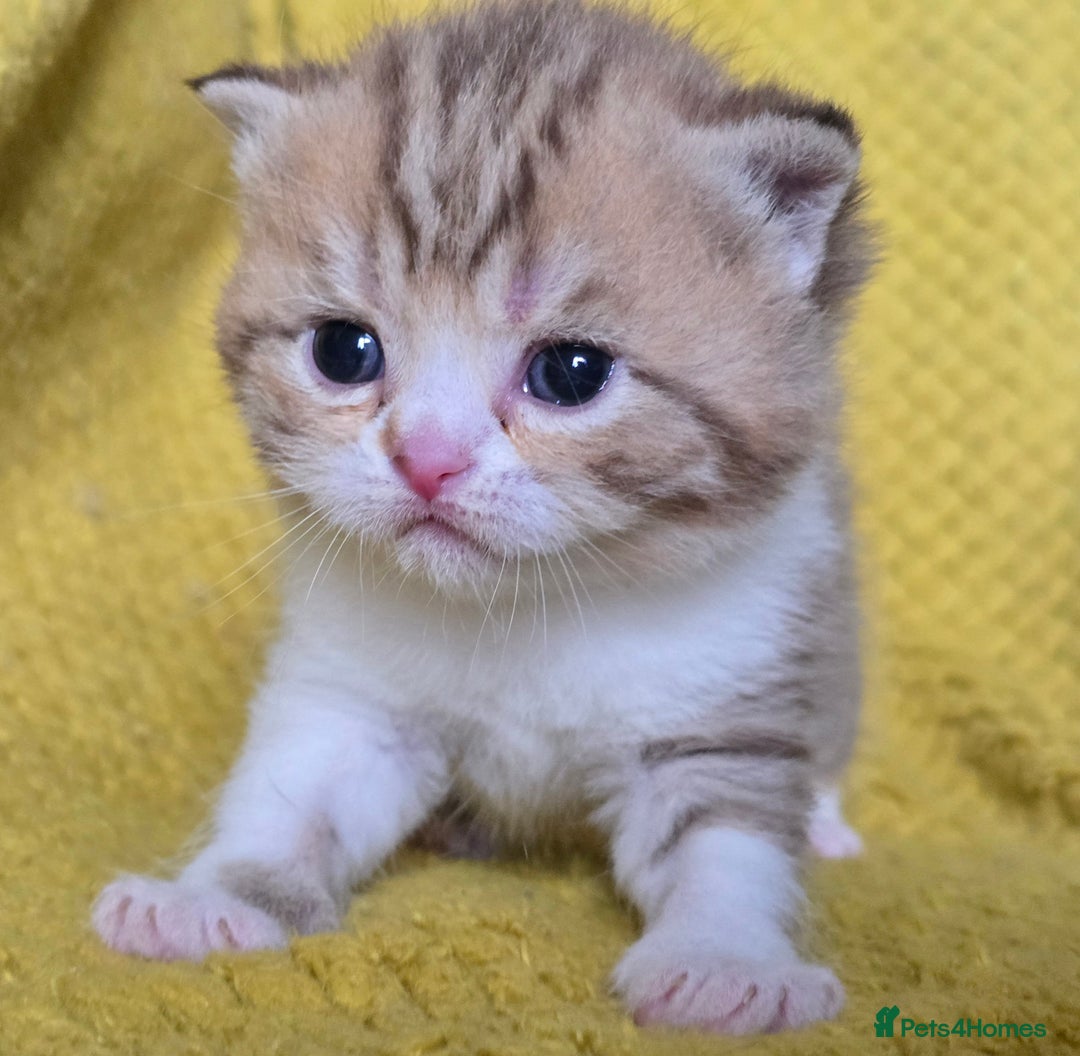 British Shorthair cats for sale: 1 BOY LEFT TICA reg BSH and BLH kittens - Advert 17