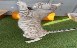 Bengal cats for sale: Sensational Seal Silver Mink Active Bengal Stud - Image 5