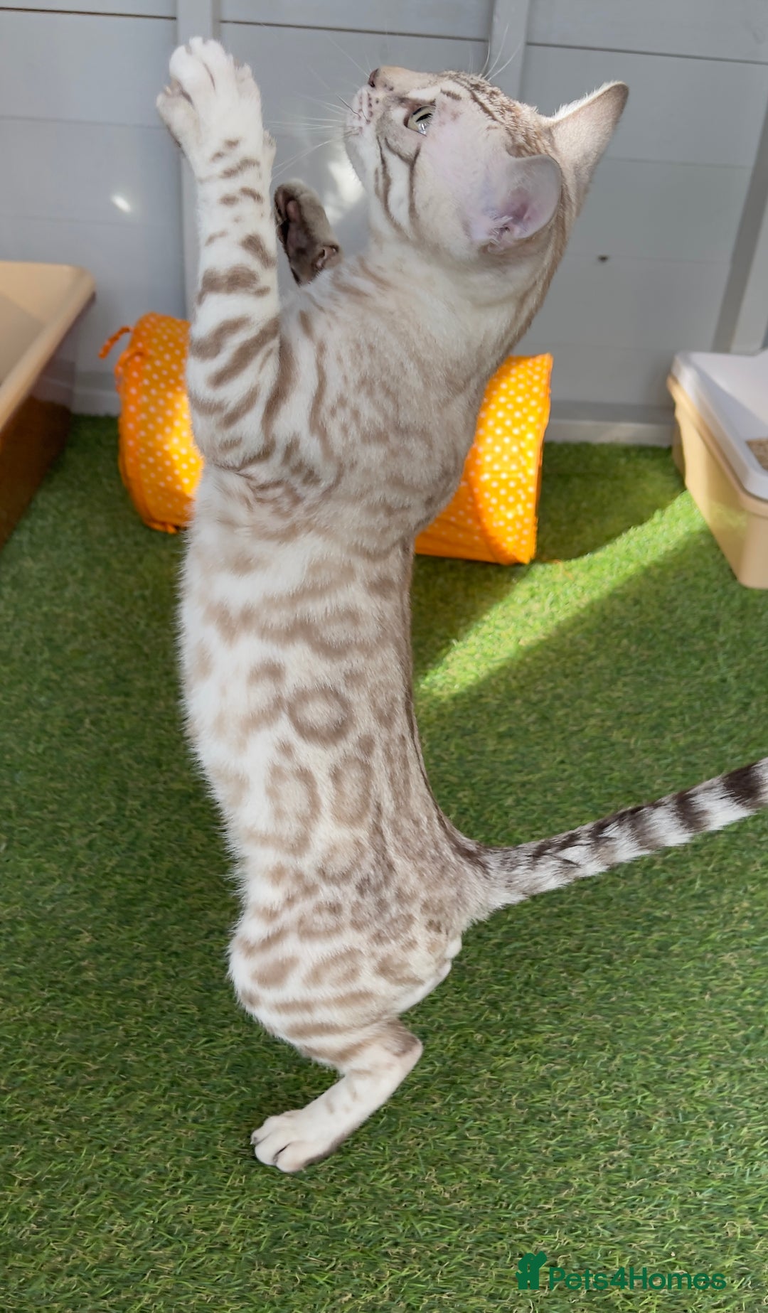 Bengal cats for sale: Sensational Seal Silver Mink Active Bengal Stud - Image 5