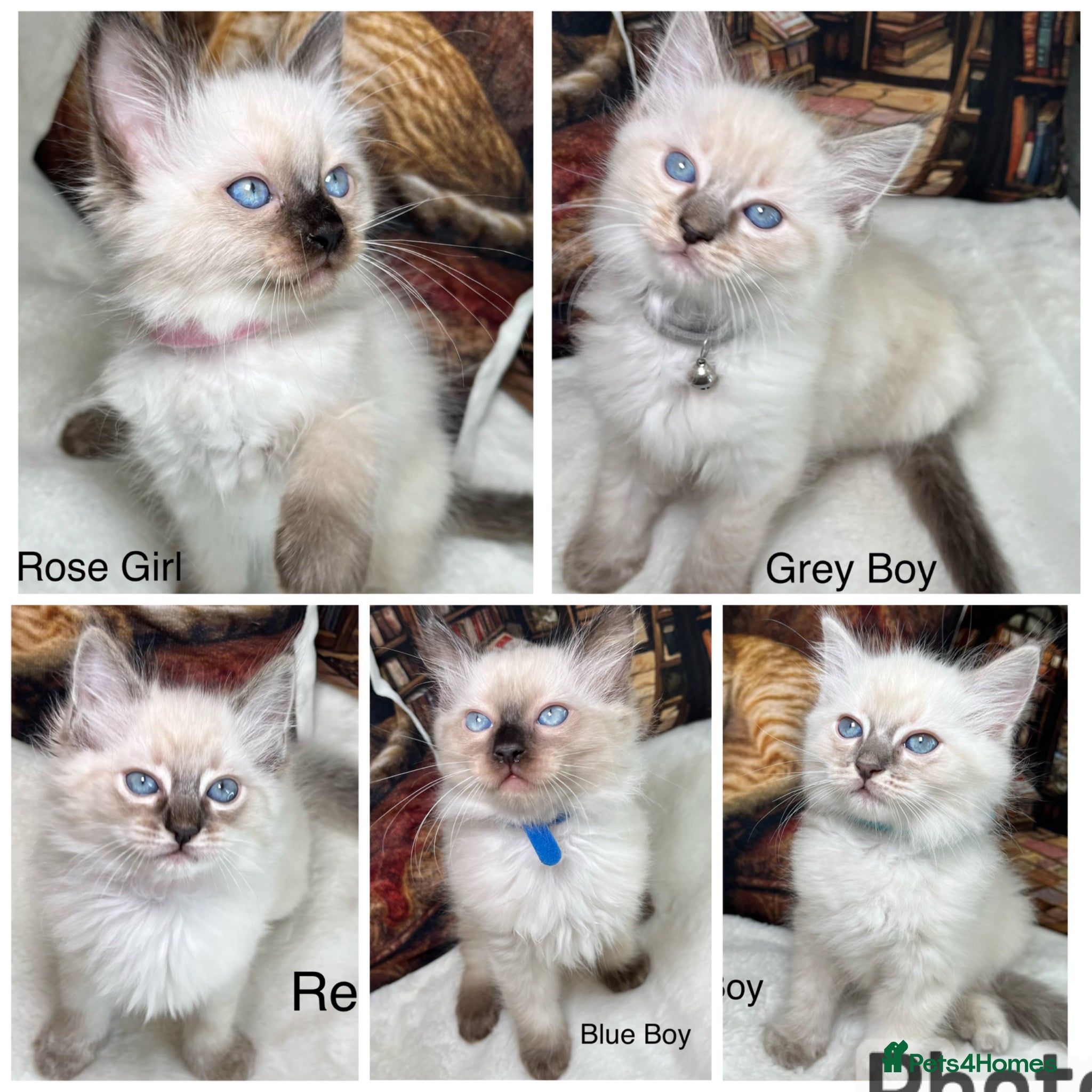 Ragdoll cats ❤️Beautiful Ragdoll Kittens Waiting for Love ❤️❗️ - Advert 1