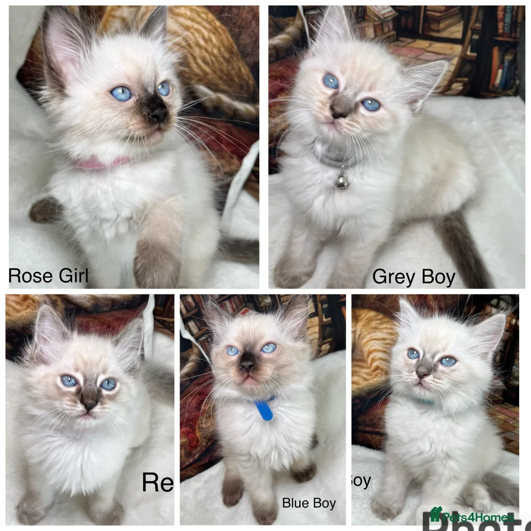 Ragdoll cats for sale: ❤️Beautiful Ragdoll Kittens Waiting for Love ❤️❗️ - Advert 1