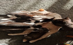 British Shorthair cats for sale: Kitties looking for new homes... - Advert 4