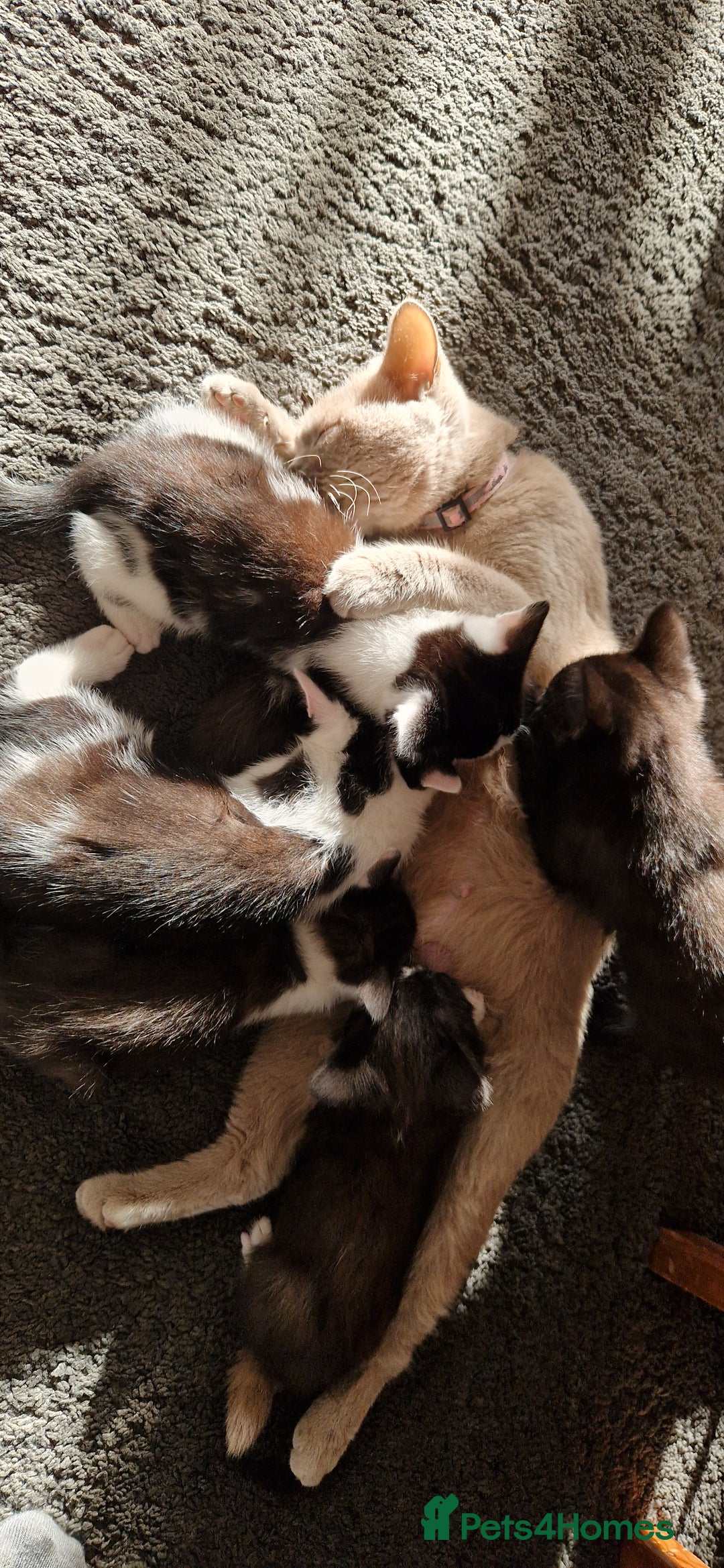 British Shorthair cats for sale: Kitties looking for new homes... - Advert 4