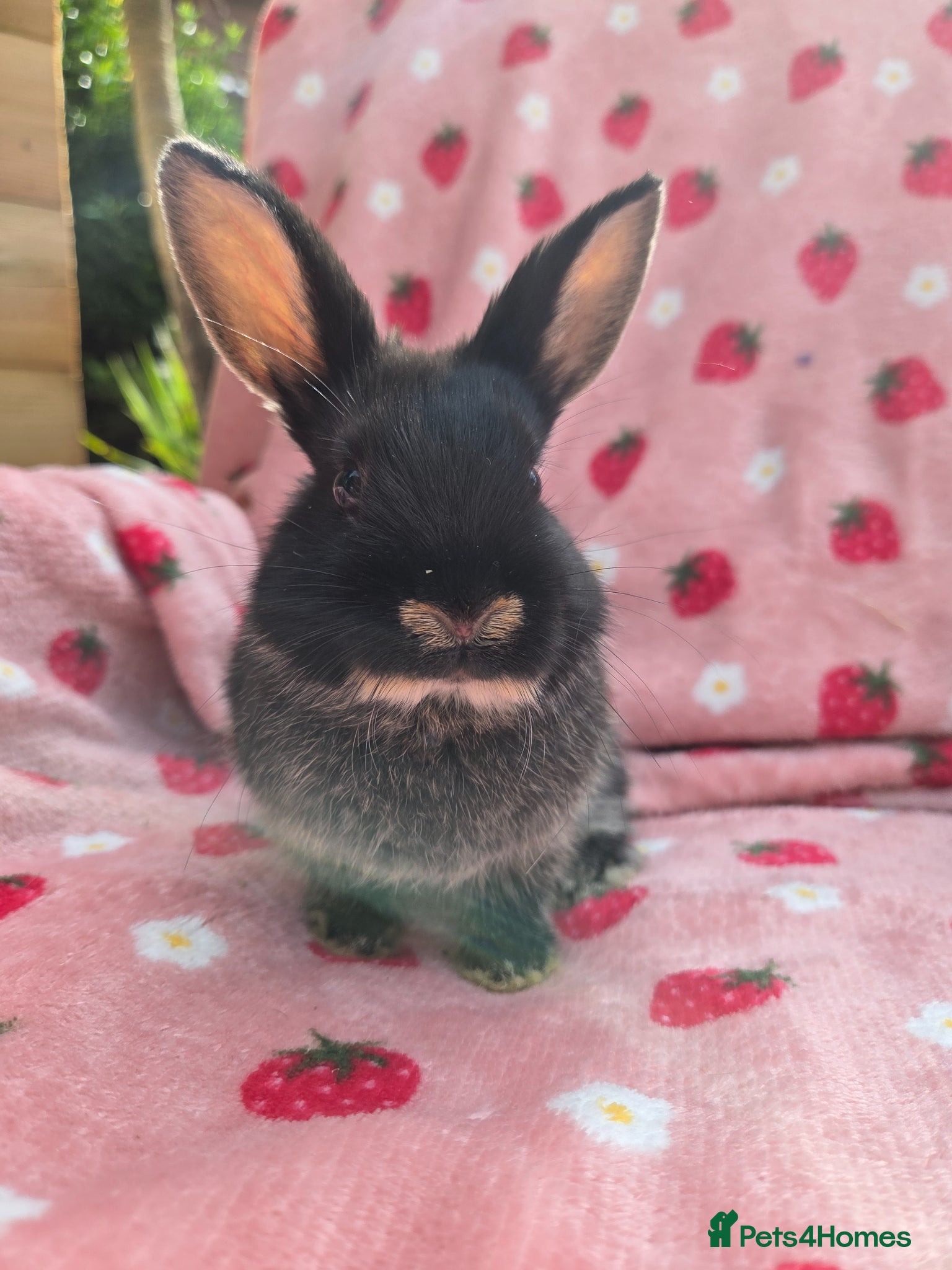 Netherland Dwarf rabbits Last 🩵 Netherland Dwarf  9weeks very tame - Advert 1