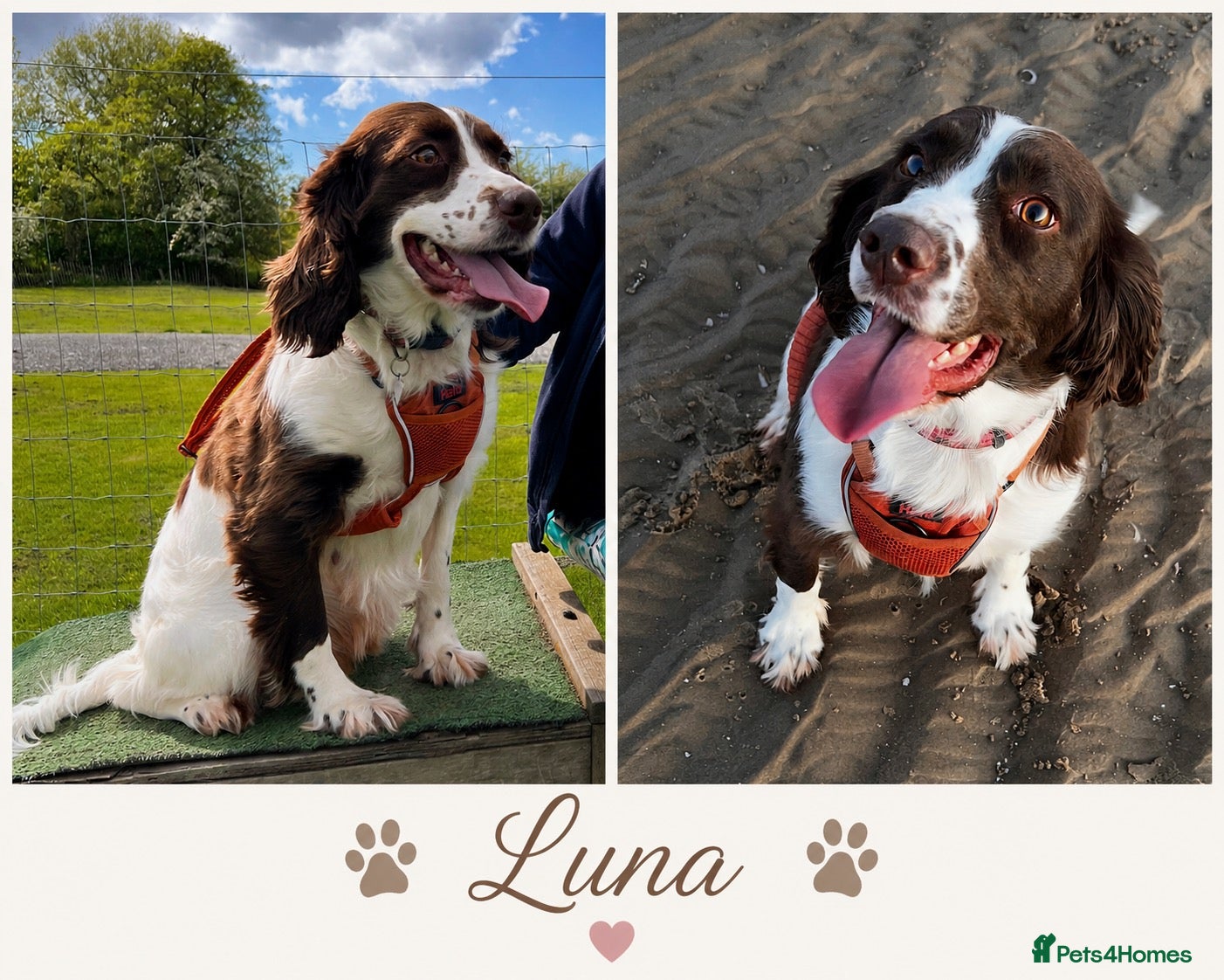 English Springer Spaniel dogs 🐾Gorgeous KC Reg English Springer Spaniel Pups🐾 - Advert 1