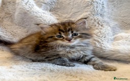 Maine Coon cats for sale: Maine Coon x Ragdoll Mix Kittens  Ready 27 Aug! 🐾 - Image 7