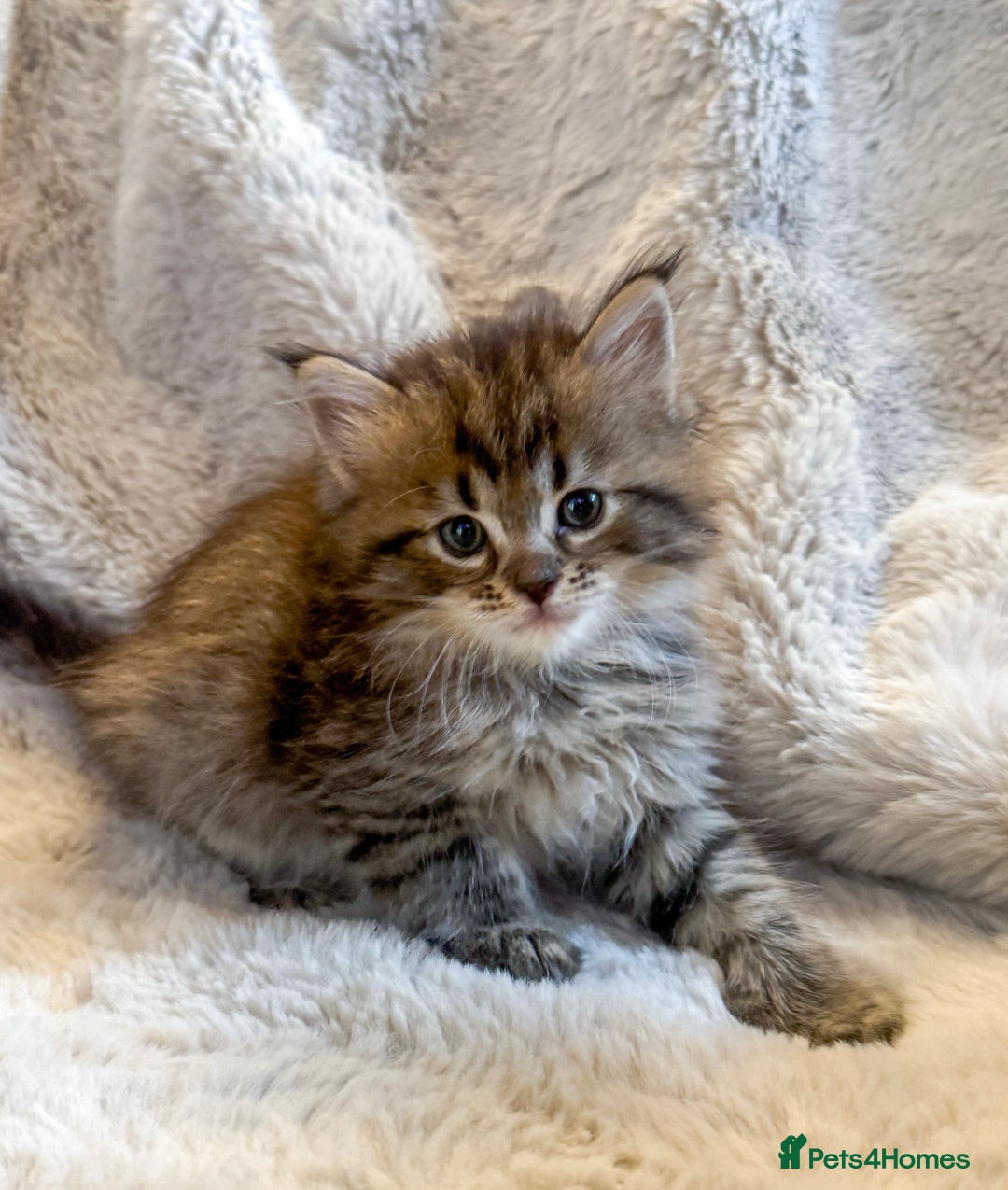 Maine Coon cats for sale: Maine Coon x Ragdoll Mix Kittens  Ready 27 Aug! 🐾 - Image 7