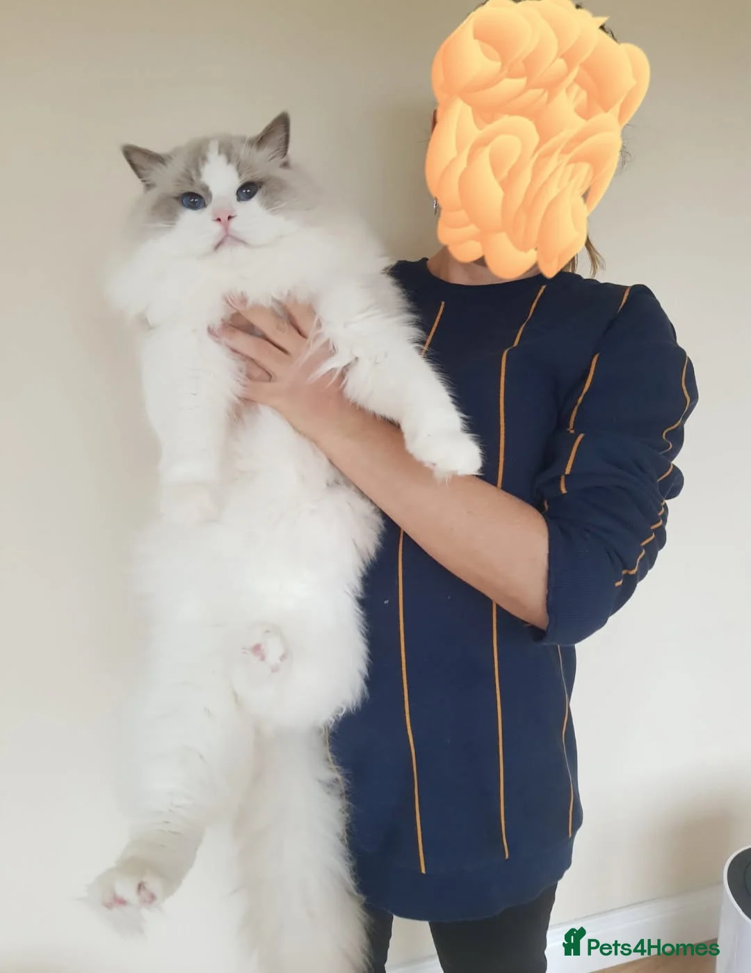 Ragdoll cats for sale: Gccf ragdoll for rehome - Advert 1