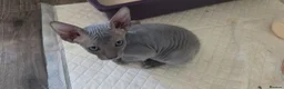 Sphynx cats for sale: SPHYNX ELF & PETERBALD KITTENS - Advert 12