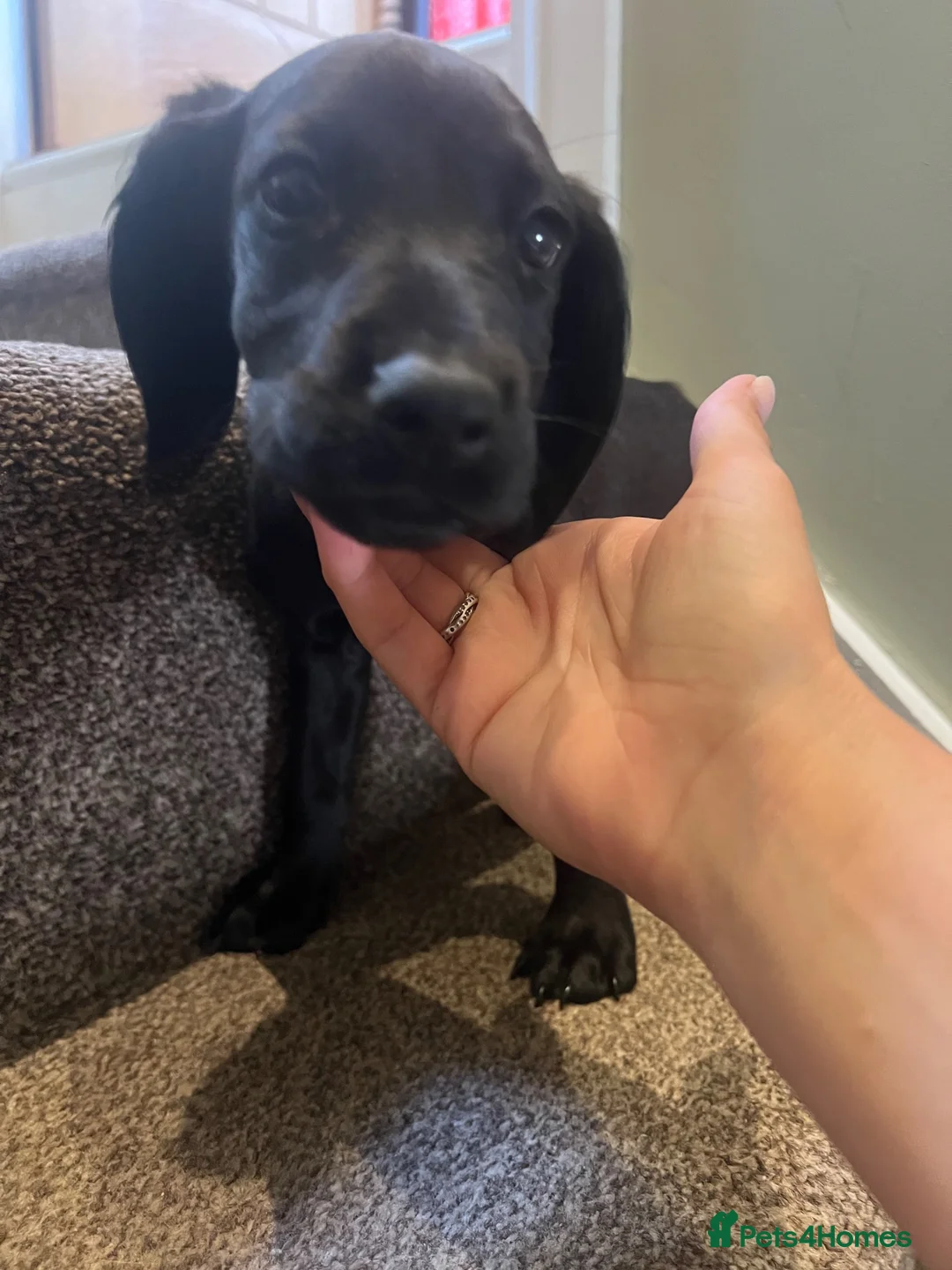 Mixed Breed dogs for sale: ESS x Bavarian puppies from working parents  - Advert 14