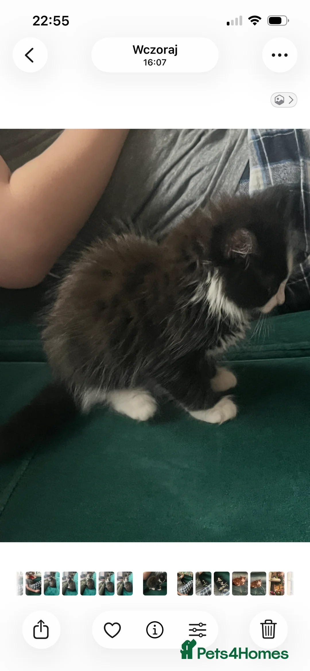 Mixed Breed cats for sale: Mr Moustache 🥸🥰beautiful long haired boy ❤️ - Advert 11