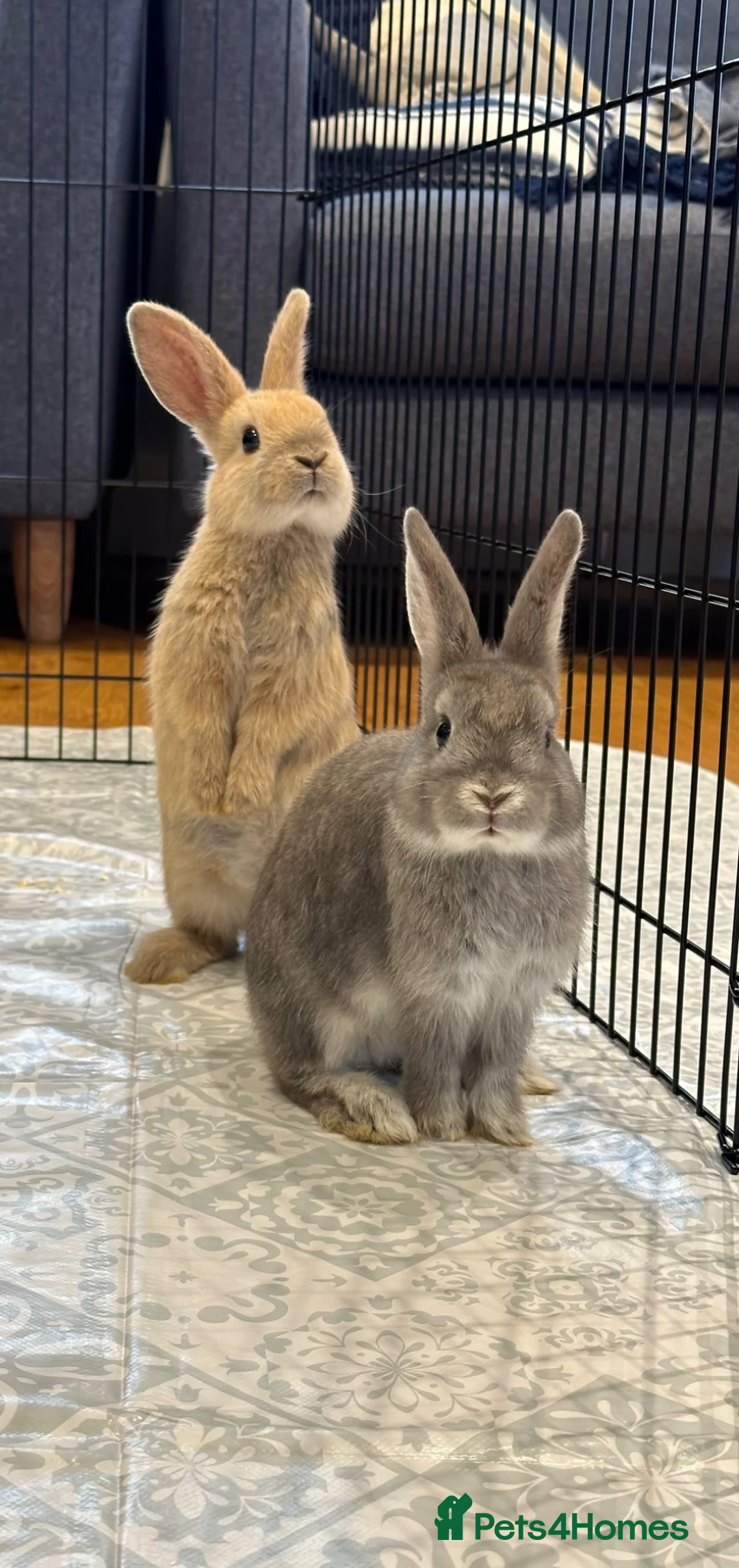 Mixed Breed rabbits for sale: Nibbles and Nora  in Southampton - Advert 1