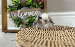 Mini Lop rabbits for sale: Litter of mini lop babies  - Image 14