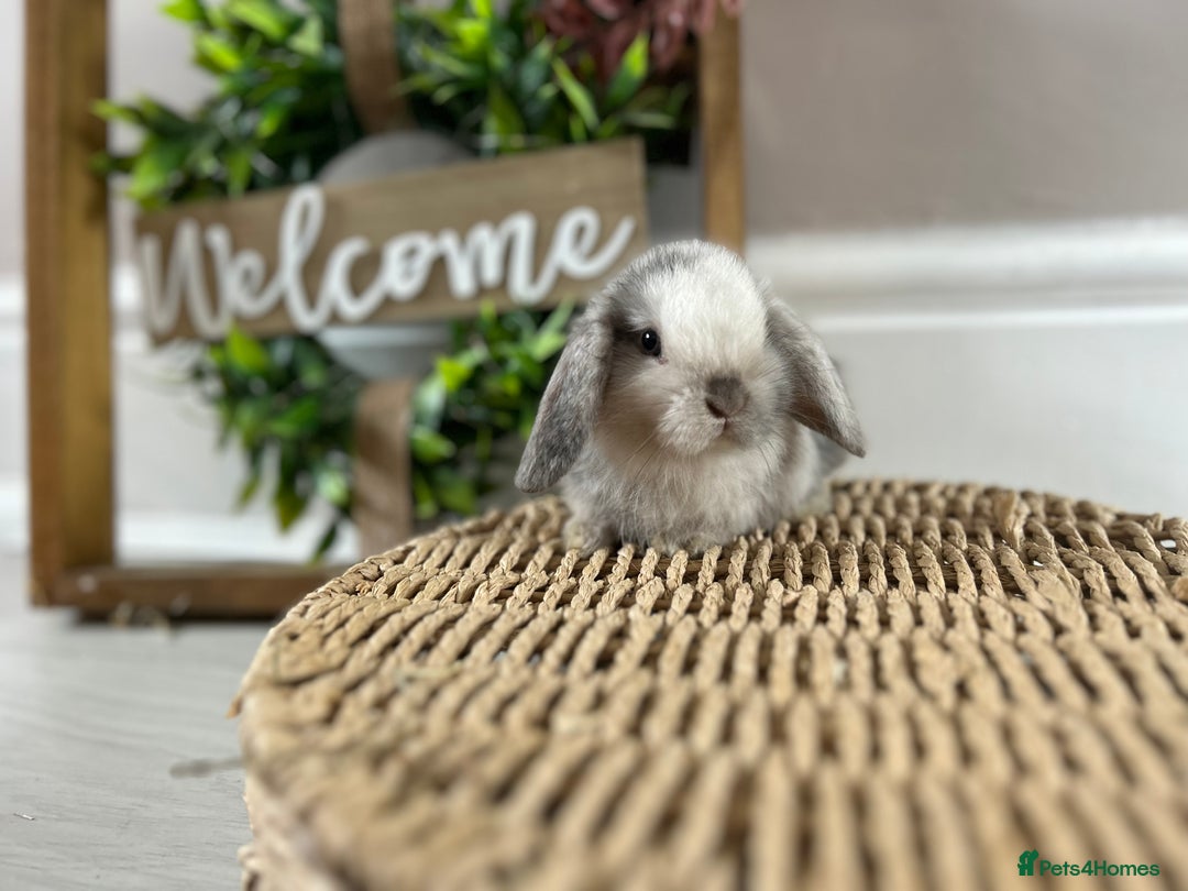 Mini Lop rabbits for sale: Litter of mini lop babies  - Image 14