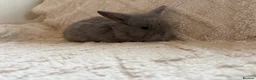 Lionhead rabbits for sale: Lionhead bunnies  - Advert 3