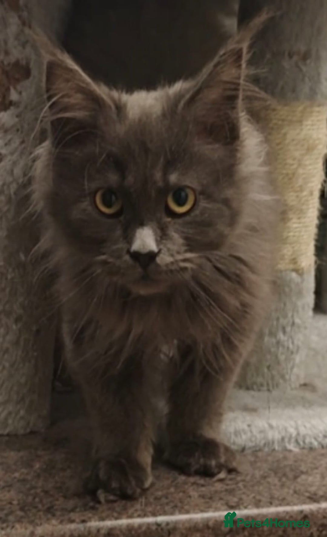 Maine Coon cats for sale: Beautiful Maine coon kittens - Advert 6