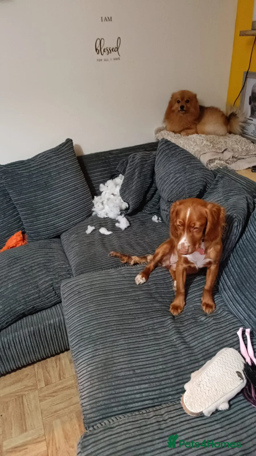 Cocker Spaniel dogs for sale: Cocker spaniel 8 months old - Advert 4