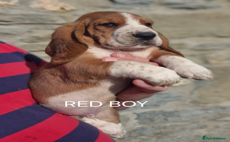 Basset Hound dogs - Advert 1