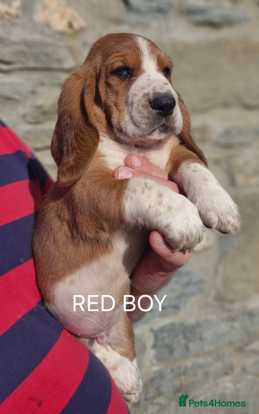 Basset Hound dogs for sale: KC BASSET HOUND PUPPIES  - Image 1