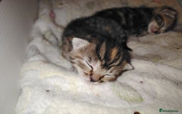 Mixed Breed cats for sale: Two female kitten's available  - Image 8