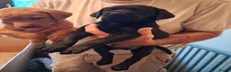 Labrador Retriever dogs for sale: Labrador fox Red and black puppies  - Advert 4