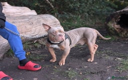 American Bulldog dogs for sale: Pocket bully 2 years old - Image 5