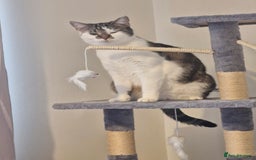 Mixed Breed cats for sale: 2 year old female  - Image 3