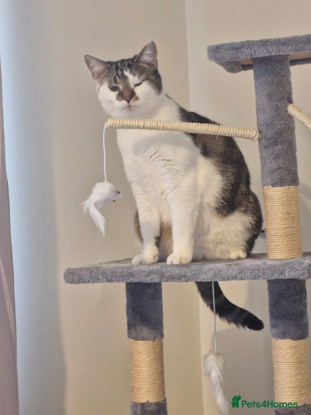 Mixed Breed cats for sale: 2 year old female  - Image 3