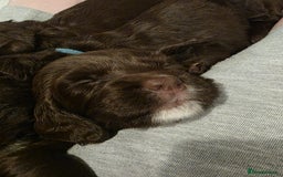 Sprocker dogs for sale: Chocolate & White Sprockers - ALL RESERVED - Image 6