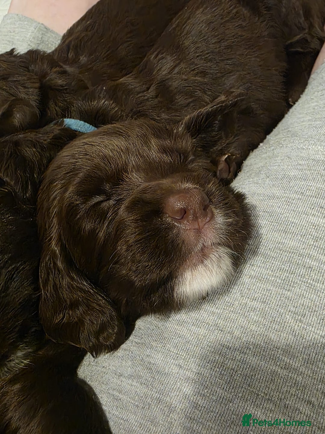 Sprocker dogs for sale: Chocolate & White Sprockers - ALL RESERVED - Image 6