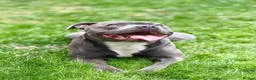 Staffordshire Bull Terrier dogs for stud: Staffordshire Bull Terrier Stud — Loki - Advert 11