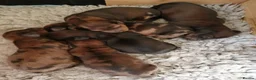 Dachshund dogs for sale: Mini Dachshunds long haired in Norwich - Advert 7
