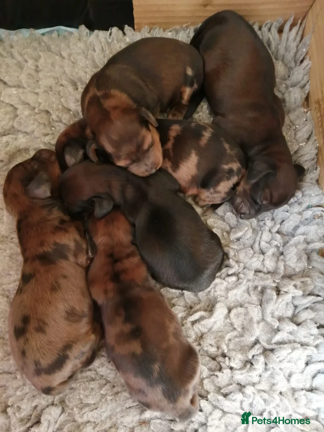 Dachshund dogs for sale: Mini Dachshunds long haired in Norwich - Advert 7