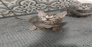 Mixed Breed cats Kittens looking for home  - Advert 8