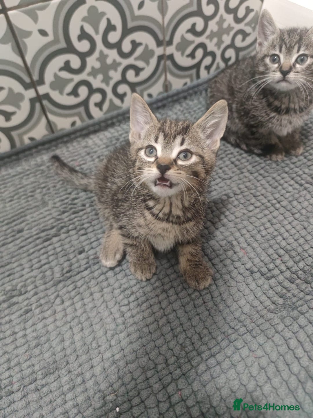 Mixed Breed cats for sale: Kittens looking for home  - Advert 3