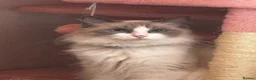 Ragdoll cats for sale: Mini the ragdoll  - Advert 6