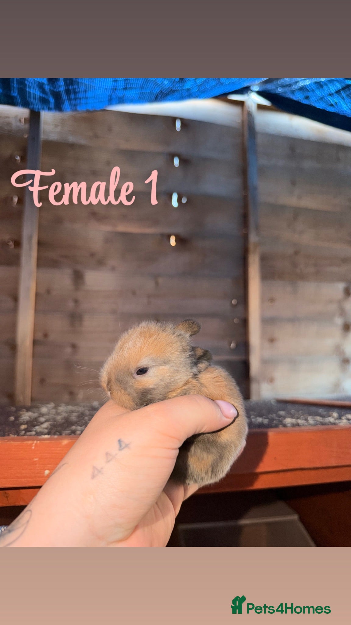 Mini Lop rabbits Mini lop bunnies for sale - Advert 1