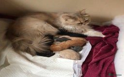 Persian cats for sale: Persian kittens - Image 9