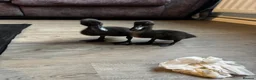 Mixed Breed birds for sale: Muscovy and cherry valley ducks  - Advert 2