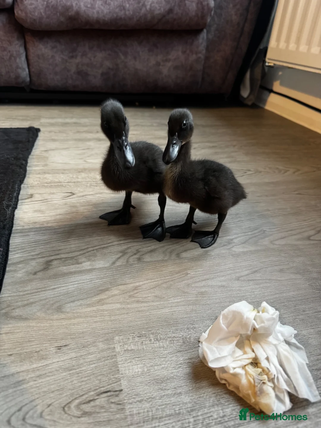 Mixed Breed birds for sale: Muscovy and cherry valley ducks  - Advert 2