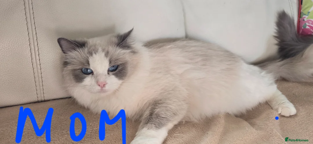 Mixed Breed cats for sale: Ragdoll/Maincoon mix - Advert 2