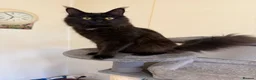 Maine Coon cats for sale: GCCF Maine coon Russian Import line👑 - Advert 16