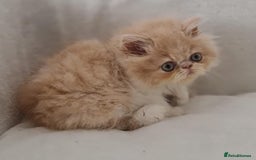 Persian cats for sale: Persian Kittens Looking For New Home - Image 24