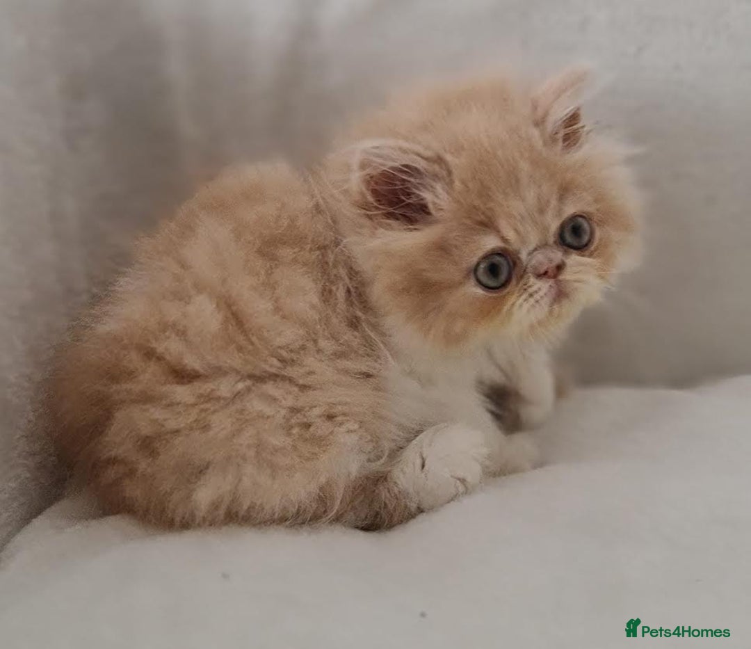 Persian cats for sale: Persian Kittens Looking For New Home - Image 24